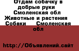 Отдам собачку в добрые руки - Смоленская обл. Животные и растения » Собаки   . Смоленская обл.
